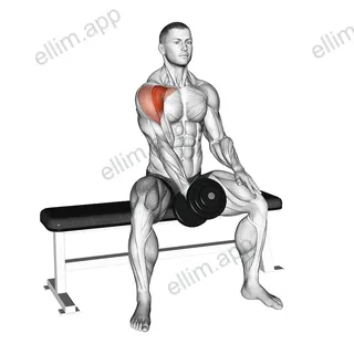 Dumbbell Seated Single Arm Front Raise exercise targeting Shoulders