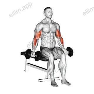 Dumbbell Seated Zottman Curl exercise targeting Upper Arms