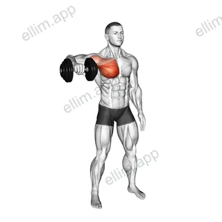 Dumbbell Shoulder Internal Rotation at 90 Abduction exercise targeting Back