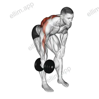 Dumbbell Single Arm Bent Over Row exercise targeting Back