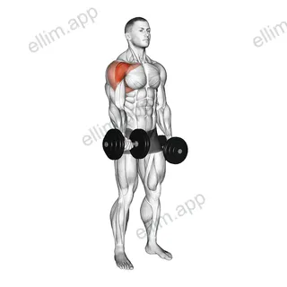 Dumbbell Single Arm Underhand Front Raise exercise targeting Shoulders and Deltoid Anterior