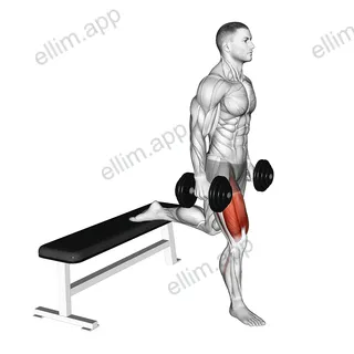 Dumbbell Single Leg Split Squat exercise targeting Thighs and Gluteus Maximus