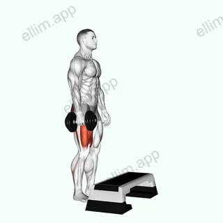 Dumbbell Single Leg Step Up exercise targeting Thighs and Gluteus Maximus
