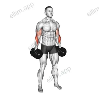 Dumbbell Standing Alternate Reverse Curl exercise targeting Forearms