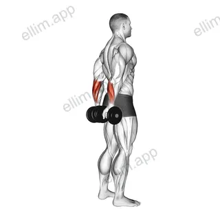 Dumbbell Standing Back Wrist Curl exercise targeting Forearms