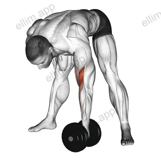 Dumbbell Standing Concentration Curl exercise targeting Upper Arms and Brachialis