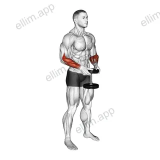 Dumbbell Standing Hands Torsion exercise targeting Forearms and Brachioradialis