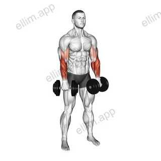 Dumbbell Standing Reverse Curl Rotate exercise targeting Forearms and Brachioradialis