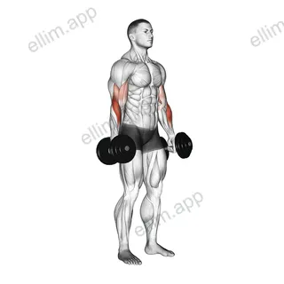 Dumbbell Standing Reverse Curl exercise targeting Forearms and Brachioradialis