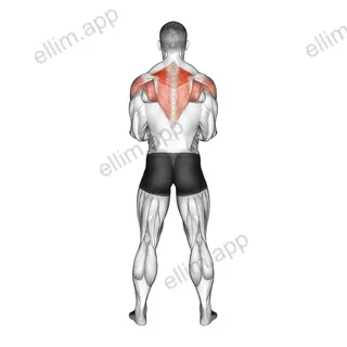 Dumbbell Standing Scapular External Rotation exercise targeting Back