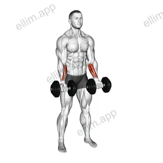 Dumbbell Standing Wrist Curl exercise targeting Forearms