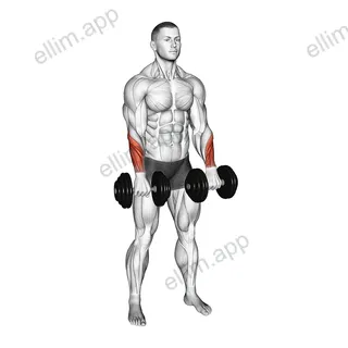 Dumbbell Standing Wrist Reverse Curl exercise targeting Forearms