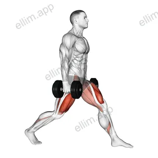 Dumbbell Static Lunge exercise targeting Thighs and Gluteus Maximus