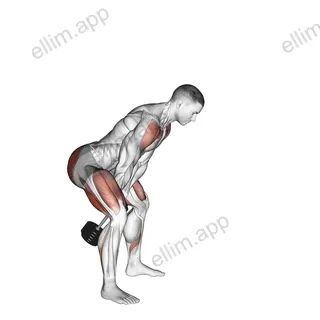 Dumbbell Swing exercise targeting Deltoid Anterior and Gluteus Maximus