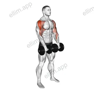 Dumbbell Upright Row exercise targeting Shoulders and Deltoid Lateral
