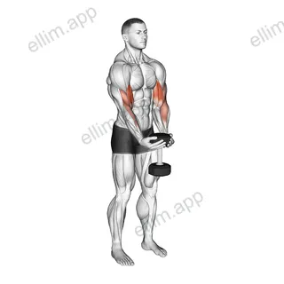 Dumbbell Waiter Biceps Curl exercise targeting Upper Arms and Biceps Brachii