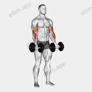 Dumbbell Zottman Curl exercise targeting Upper Arms and Biceps Brachii
