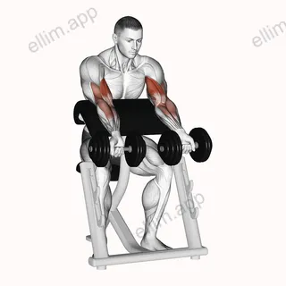 Dumbbell Zottman Preacher Curl exercise targeting Upper Arms and Biceps Brachii