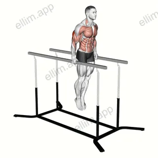 Elbow dips exercise targeting Upper Arms