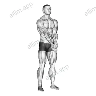 Elbow Extension And Supination - Pronation Forearm Stretch exercise targeting Upper Arms