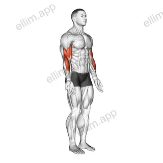 Elbow - Flexion exercise targeting Upper Arms