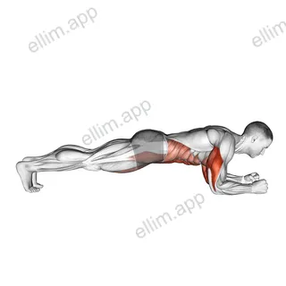 Elbow Up and Down Dynamic Plank exercise targeting Rectus Abdominis and Triceps Brachii