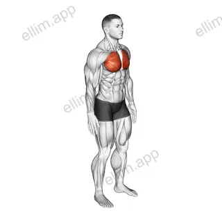 Elbows Back Stretch exercise targeting Deltoid Anterior and Erector Spinae