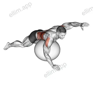 Exercise Ball Alternating Arm Ups exercise targeting Back and Latissimus Dorsi