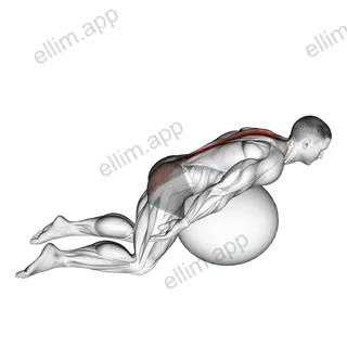 Exercise Ball Back Extension With Arms Extended exercise targeting Back and Erector Spinae
