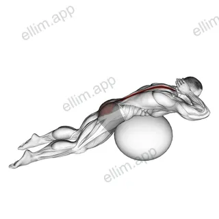 Exercise Ball Back Extension With Hands Behind Head exercise targeting Back and Erector Spinae