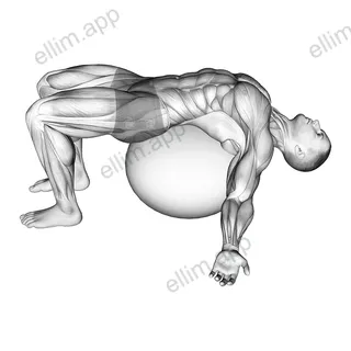 Exercise Ball Back Stretch exercise targeting Back and Erector Spinae