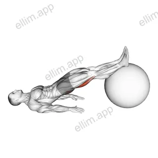 Exercise Ball Leg Curl exercise targeting Thighs and Hamstrings