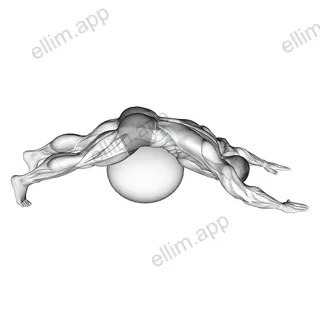 Exercise Ball Lower Back Prone Stretch exercise targeting Back and Latissimus Dorsi