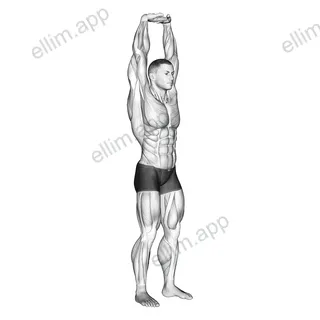 Extension Of Arms In Vertical Stretch exercise targeting Upper Arms