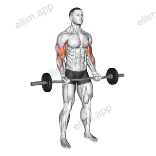EZ-bar 21s exercise targeting Upper Arms and Biceps Brachii