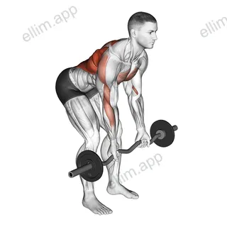 EZ Bar Reverse Grip Bent Over Row exercise targeting Back and Infraspinatus