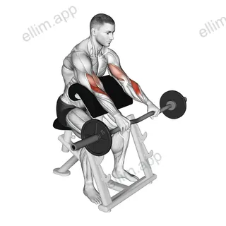 EZ Barbell Reverse grip Preacher Curl exercise targeting Forearms and Brachioradialis