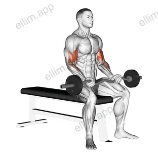 EZ Barbell Seated Curls exercise targeting Upper Arms and Biceps Brachii