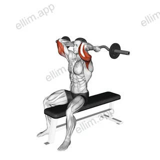EZ Barbell Seated Triceps Extension exercise targeting Upper Arms and Triceps Brachii
