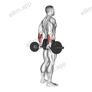 EZ Barbell Standing Back Wrist Curl exercise targeting Forearms