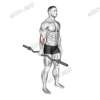 EZ Barbell Standing Single Arm Neutral Wrist Curl exercise targeting Forearms