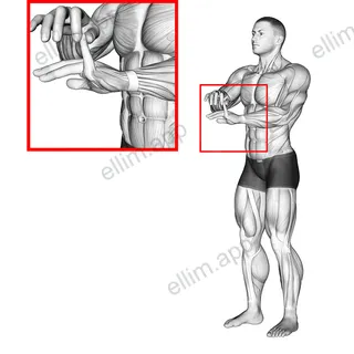 Finger Extension Stretch exercise targeting Forearms