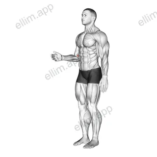 Forearm - Pronation exercise targeting Forearms