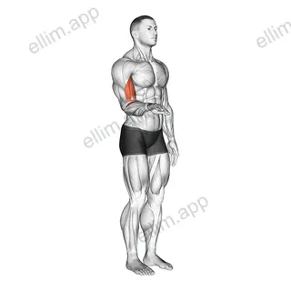 Forearm - Supination exercise targeting Forearms