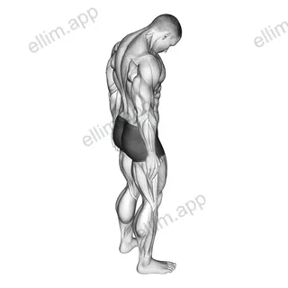 Forward Flexion Neck Stretch exercise targeting Neck