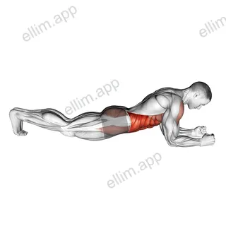 Front Plank exercise targeting Waist and Rectus Abdominis