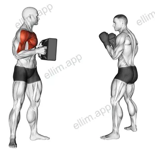 Front Snap Kick Kickboxing (with partner) exercise targeting Plyometrics