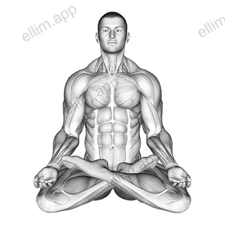 Full Lotus Yoga Pose exercise targeting Hips and Gluteus Medius