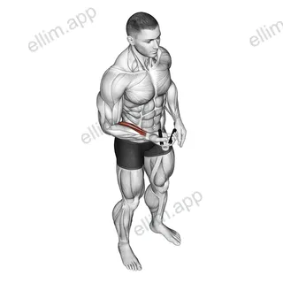 Hand Spring Wrist Curl exercise targeting Forearms and Wrist Flexors
