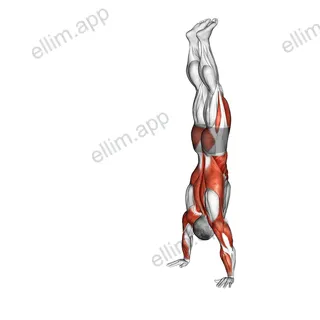 Handstand Walk exercise targeting Shoulders and Deltoid Anterior